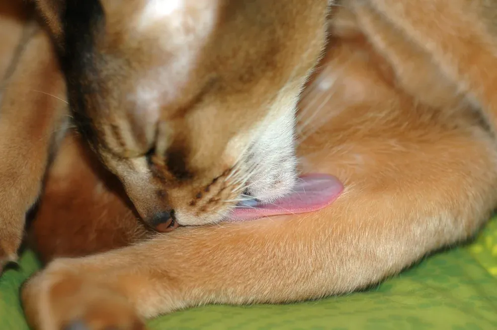 A cream Abyssinian cat licking its front leg while grooming its coat