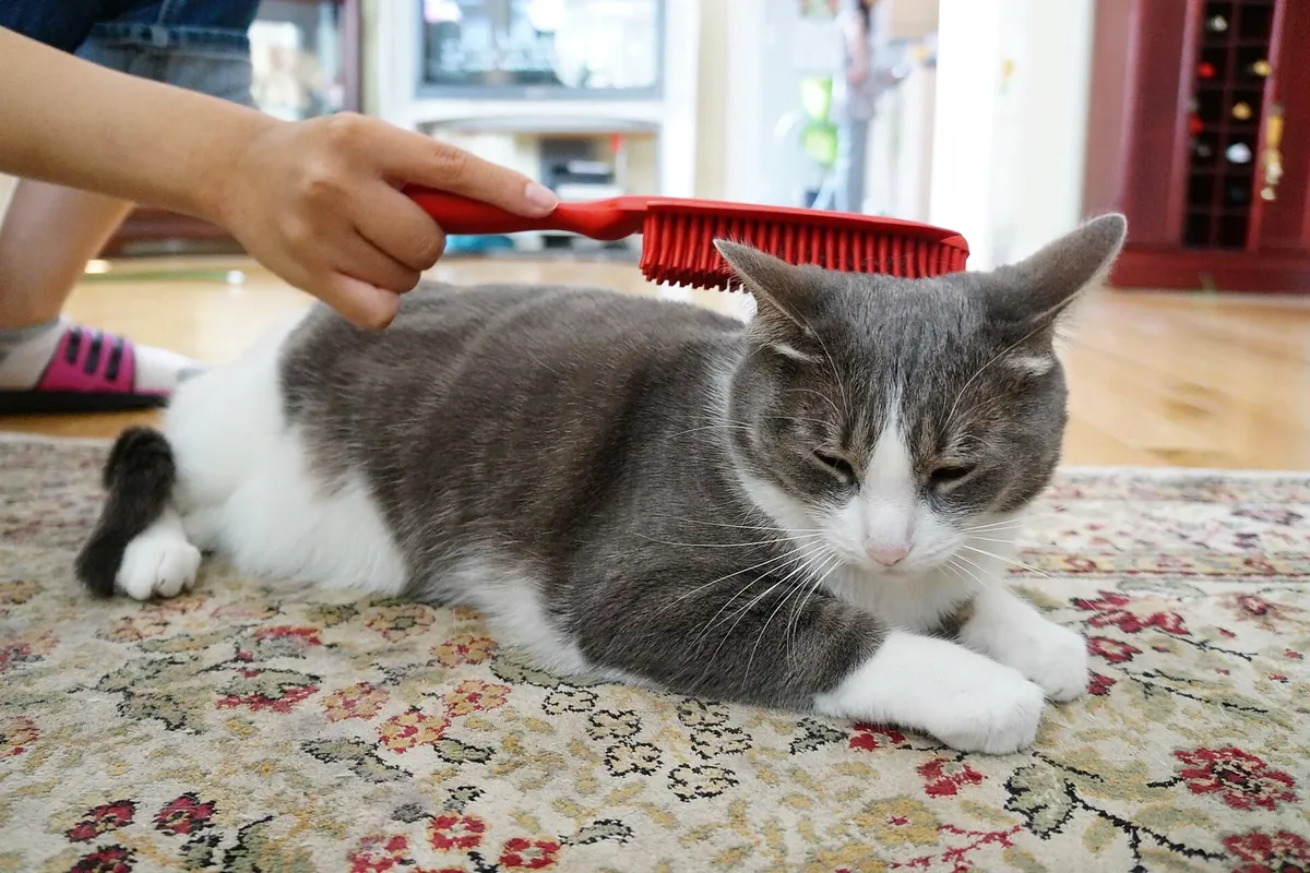 A white cat being gently brushed under the chin with a red grooming brush