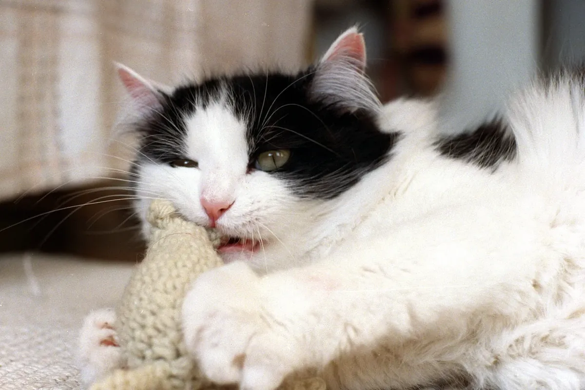 A fluffy black-and-white cat play-biting a knitted cream toy