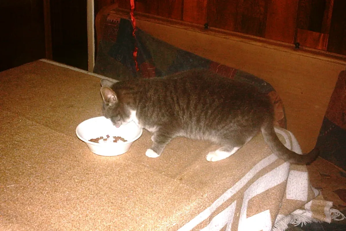 A grey tabby cat eating dry food from a white bowl