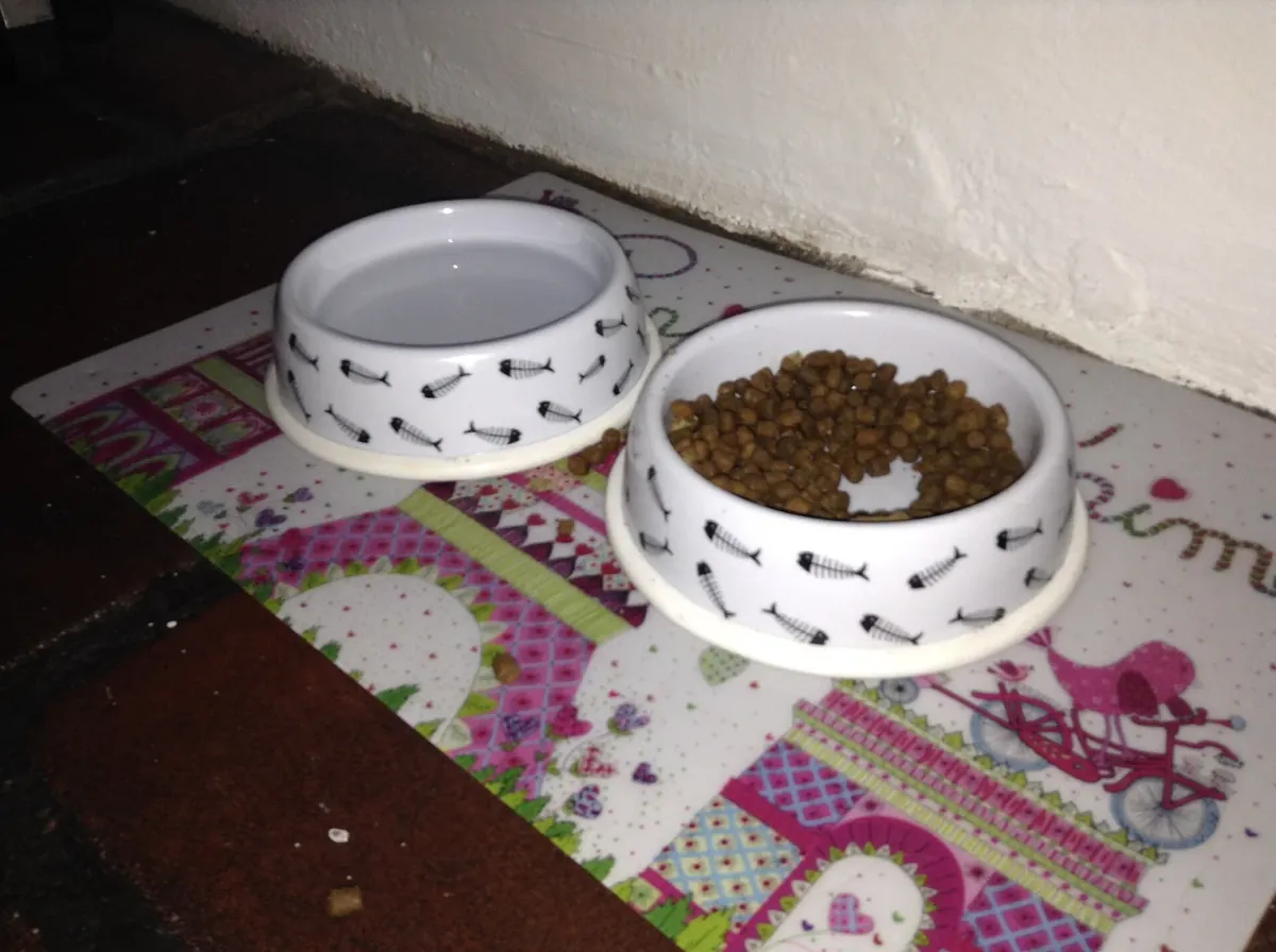 Real photo of cat food and water bowls