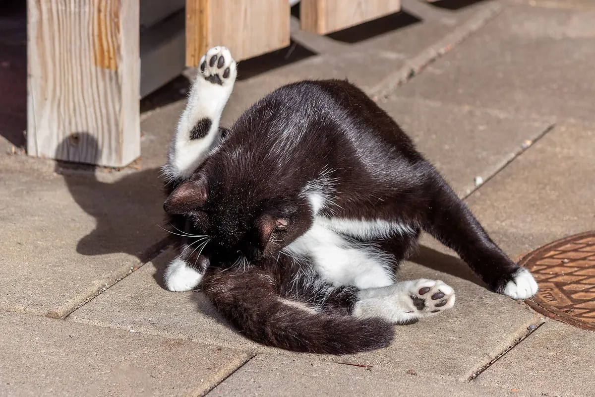 Real photo of a tuxedo cat grooming its belly on a patio