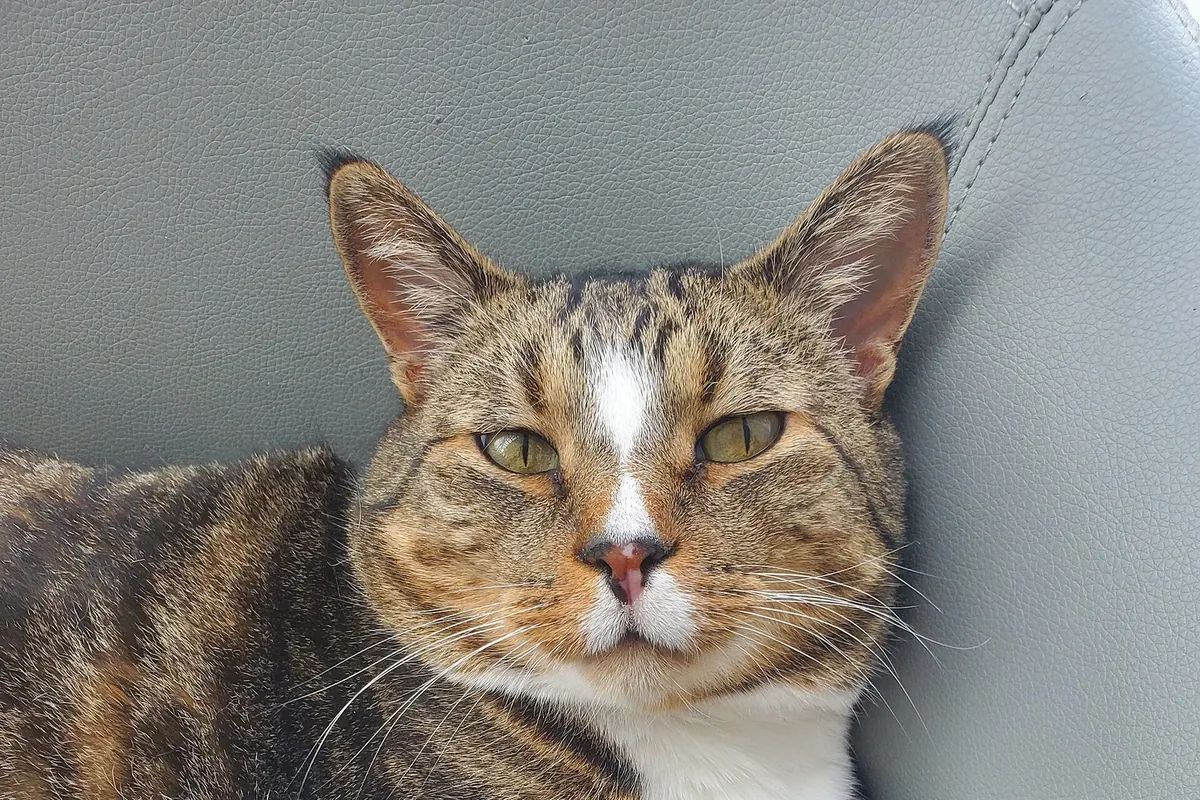 Real photo of a cat with narrowed, half-closed eyes on a sofa