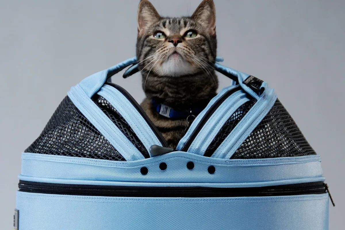 Real photo of a cat looking out from a carrier
