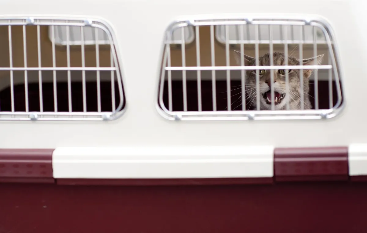 Real photo of a cat inside a hard carrier