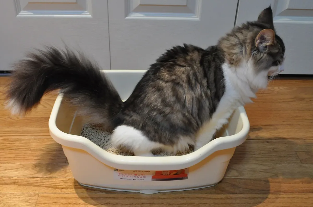 Real photo of a long-haired cat using an open litter box