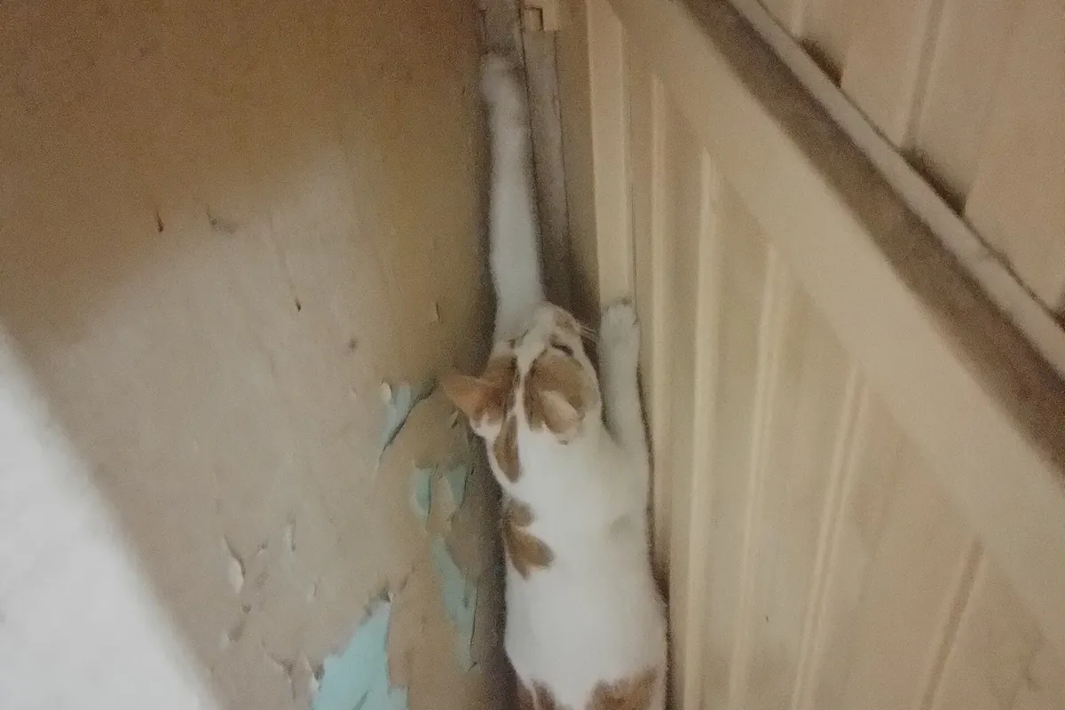A ginger and white cat leaping up the frame of a doorway