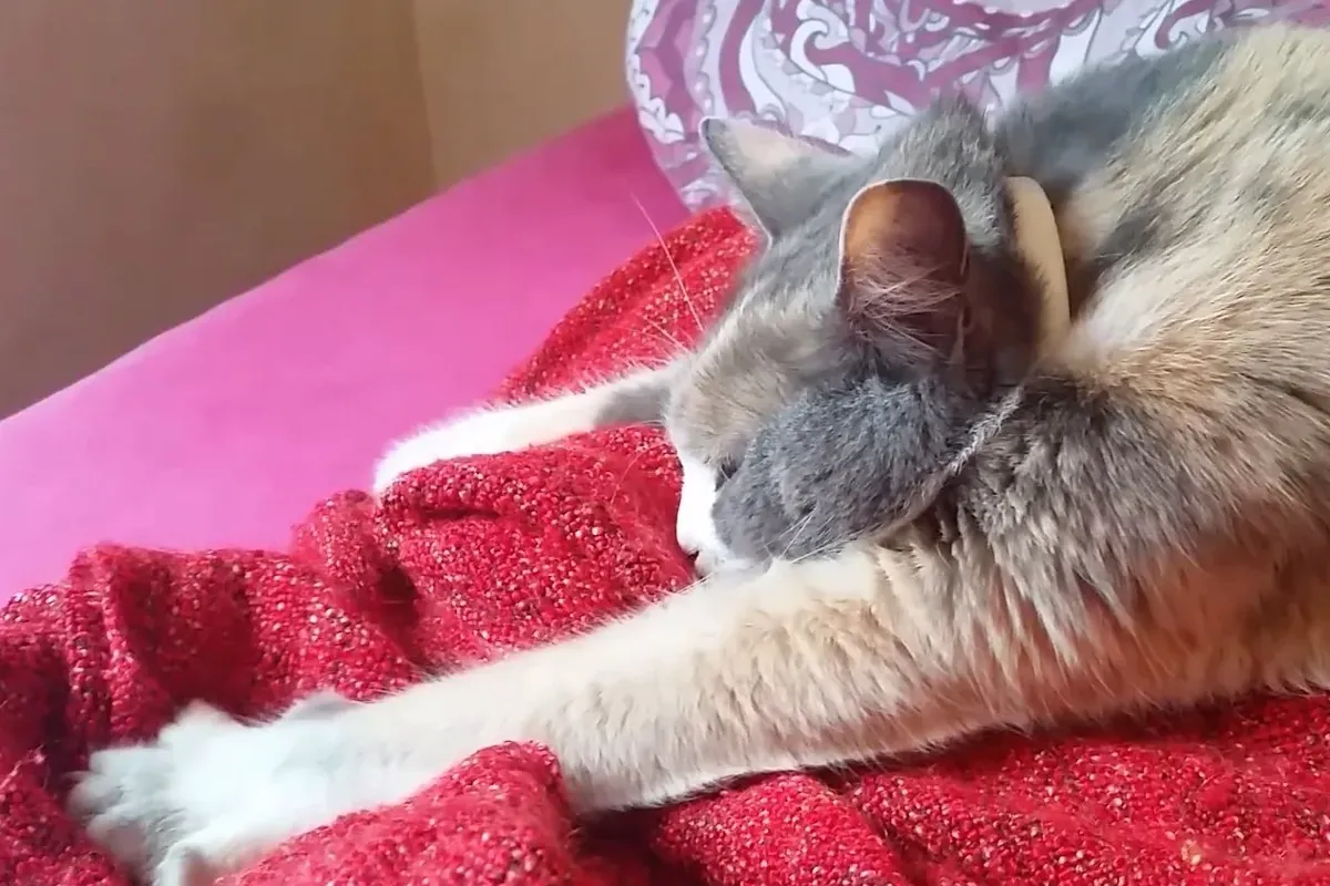 Real photo of a cat kneading a red blanket with its paw
