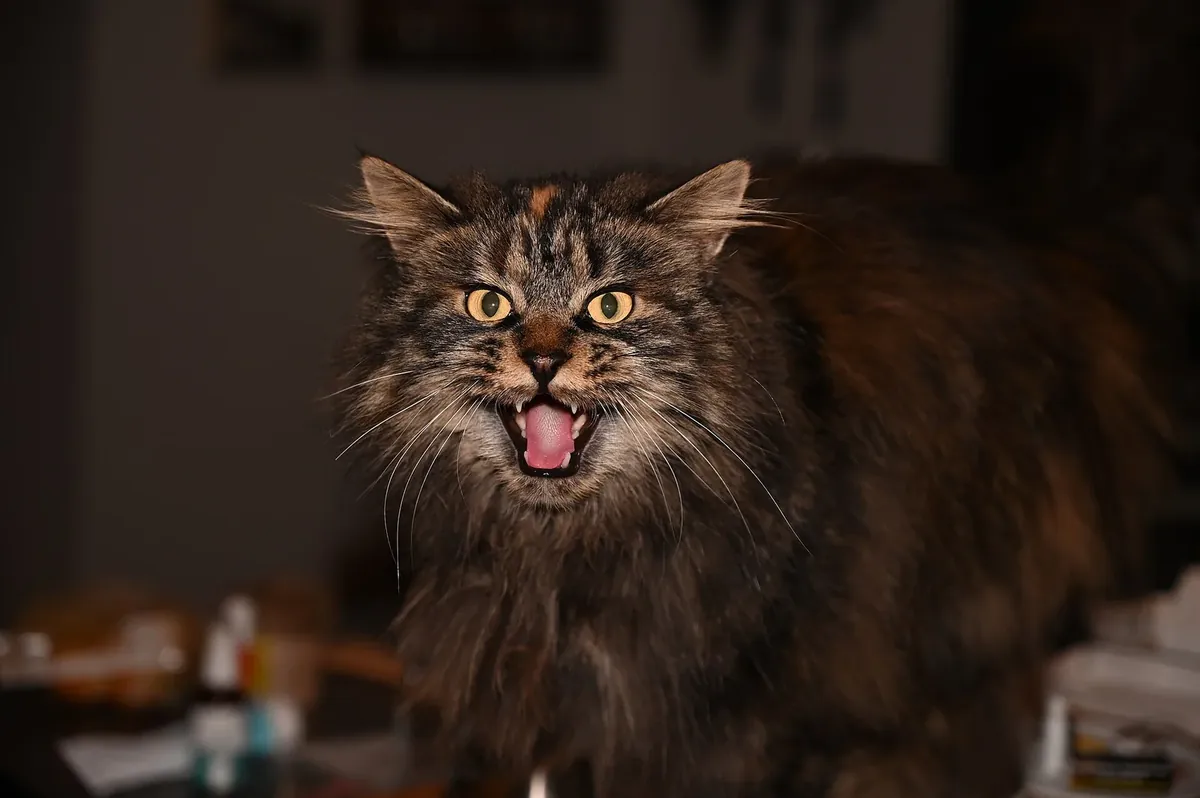 Real photo of a cat meowing indoors