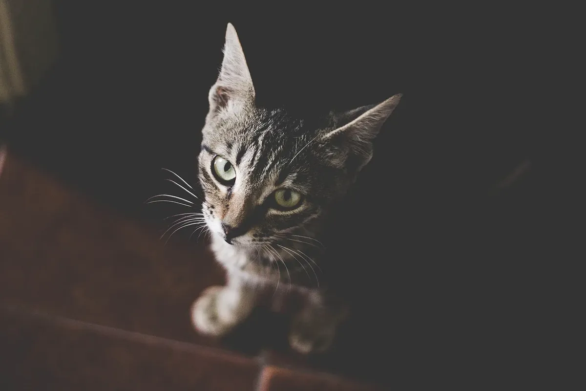 A tabby cat with bright green eyes peering over a wooden ledge in soft light