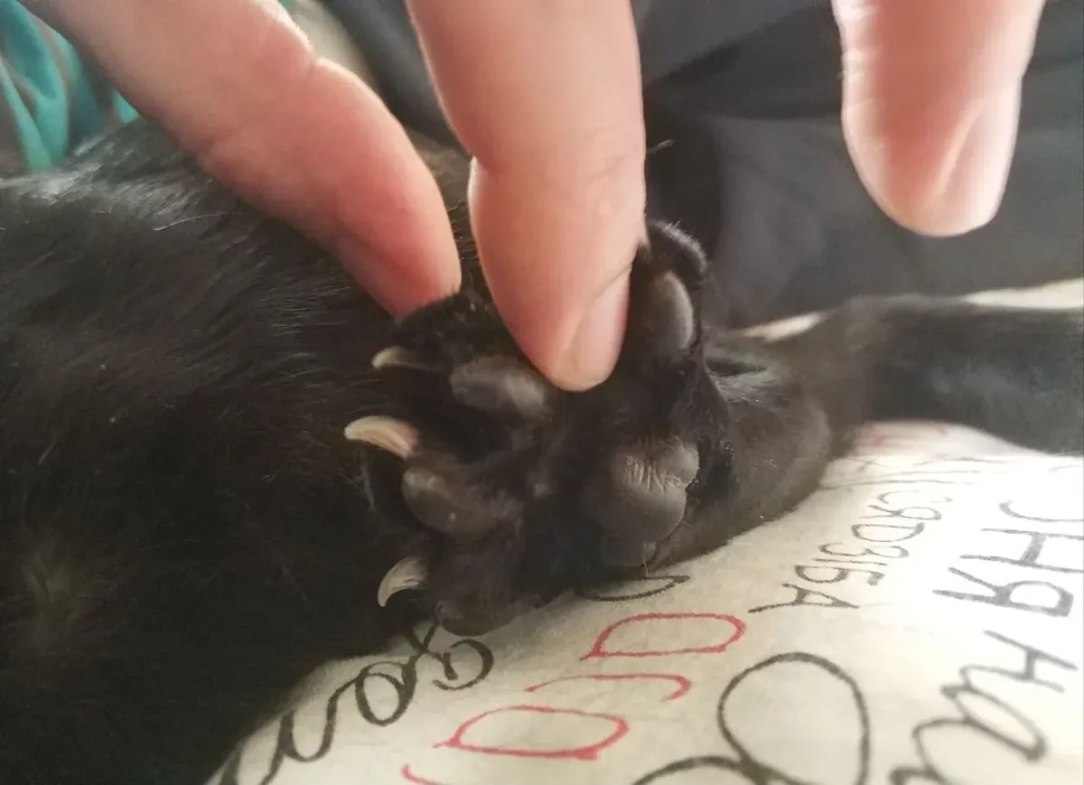 Real photo of a hand extending a cat claw for trimming