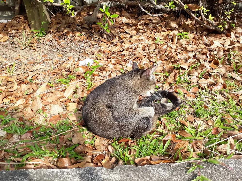 A brown tabby cat curled up and resting on the ground among dry leaves and grass