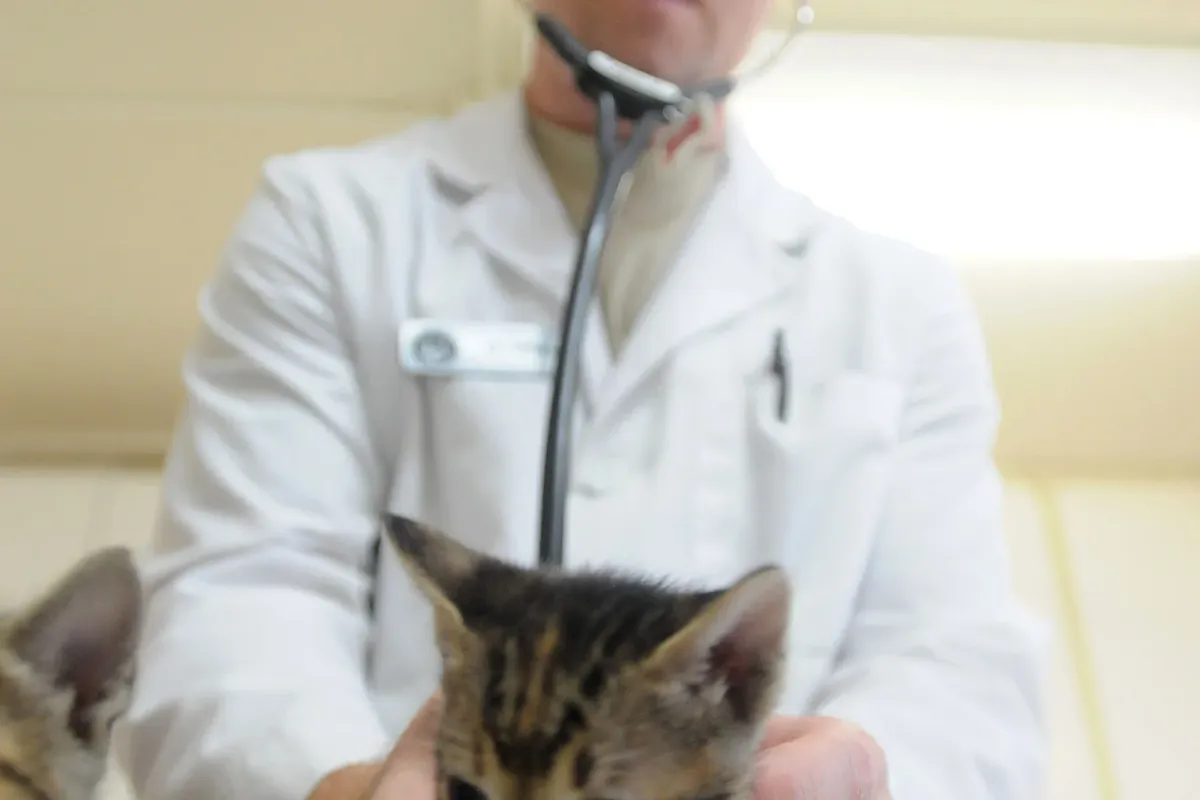 A veterinarian examining a cat with a stethoscope on an exam table