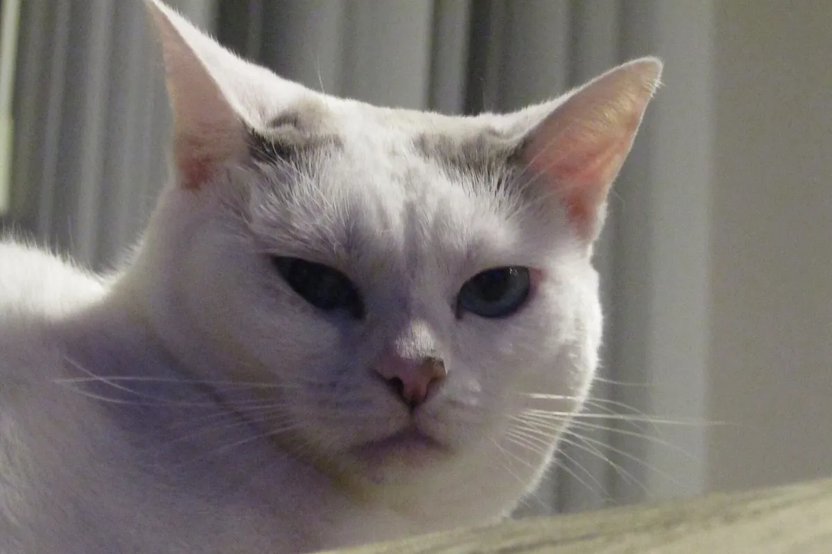 A white cat with amber eyes looking calmly at the camera