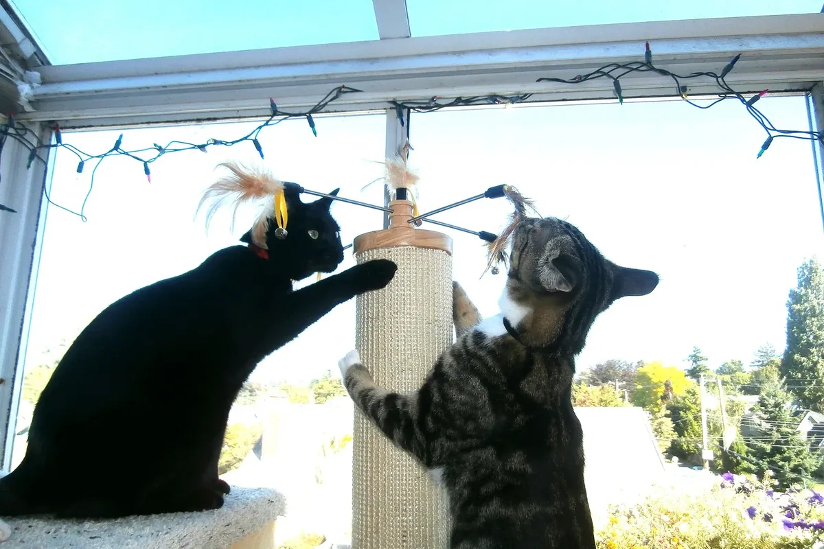 Two cats playing with feather toys on a cat tower by a bright window