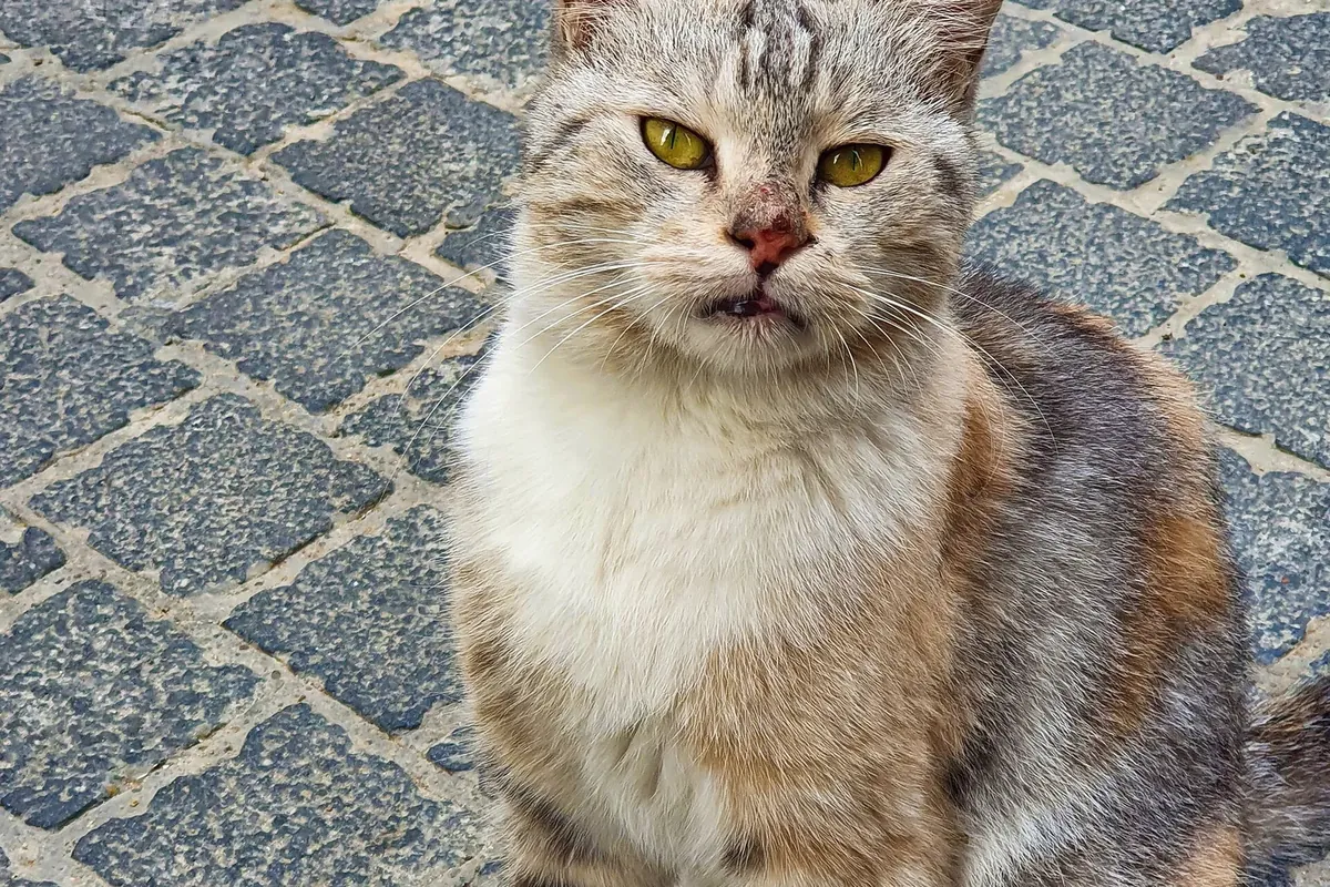 A calico tabby cat sitting on warm stone pavement and looking up at the camera