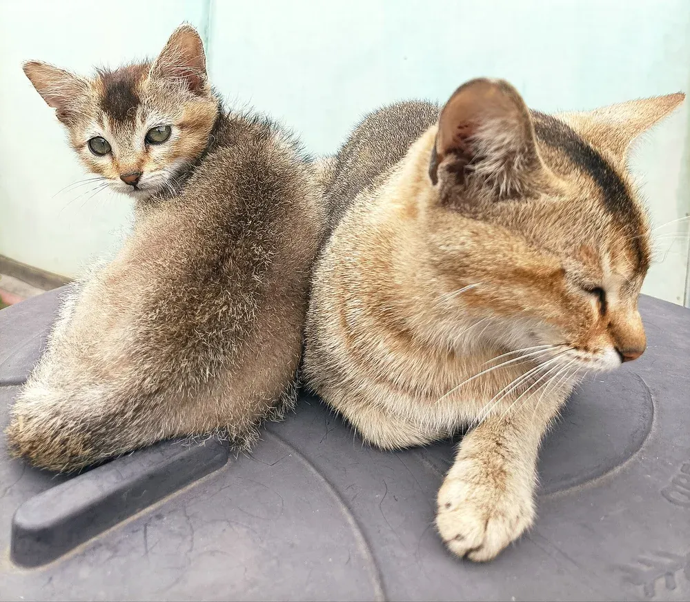 A young kitten resting beside its mother on a soft surface