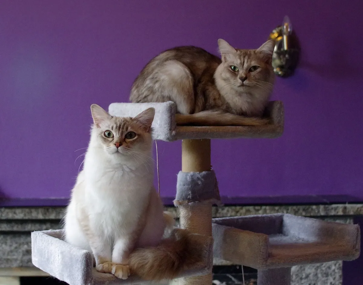 Real photo of two cats on a cat tree
