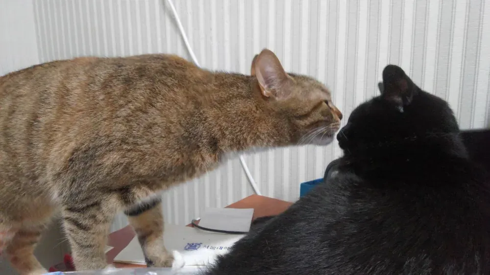 A brown tabby cat reaching out to sniff a black cat during a calm indoor meeting